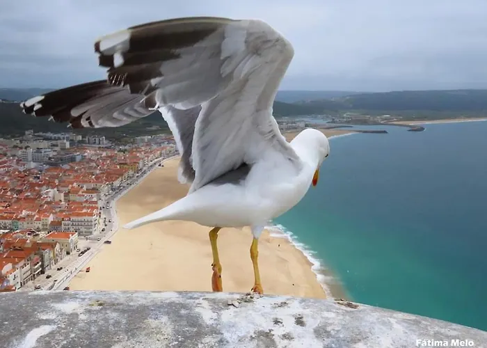 Lucas House Nazaré